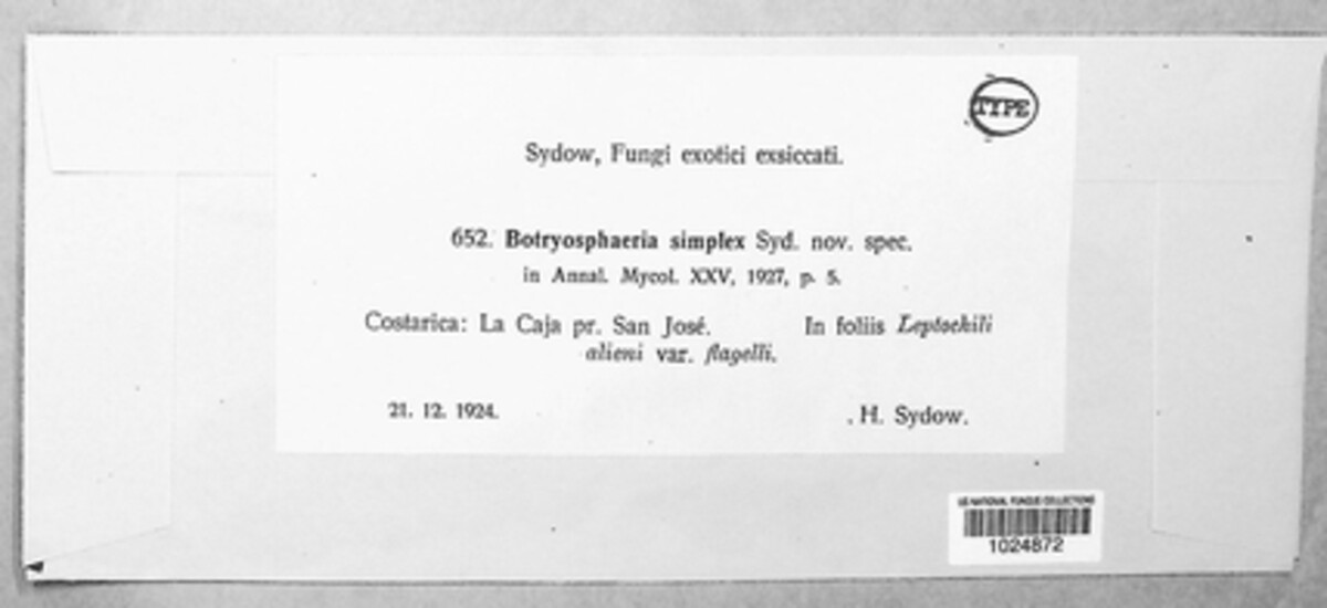 Botryosphaeria simplex image